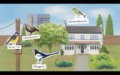 British Birdsong Montage | International Dawn Chorus Day | BBC Earth