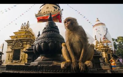 The Town Where Monkeys Are Treated Like Gods | Primates | BBC Earth