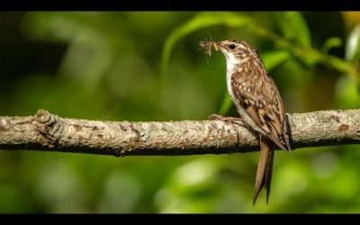 Springwatch Wildlife Live Cameras ?? | BBC Earth