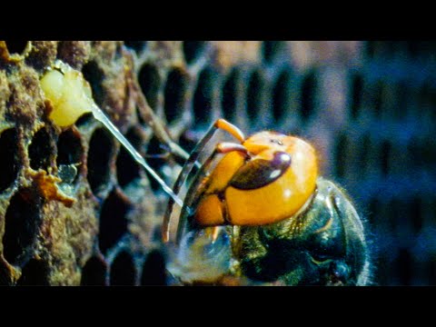 Giant Hornets Massacre European Bees Buddha Bees And The Giant Hornet Queen Bbc Earth Giant Hornets Massacre European Bees Buddha Bees And The Giant Hornet Queen Bbc Earth