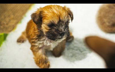 Puppy Adopted By Cat Mother | Pets Wild At Heart | BBC Earth