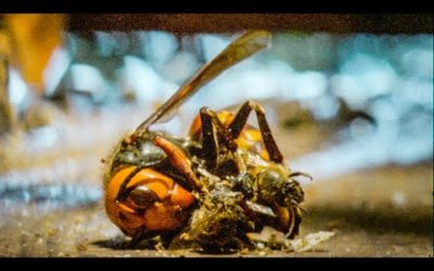 Bees Kill A Giant Hornet With Heat | Buddha Bees and The Giant Hornet Queen | BBC Earth