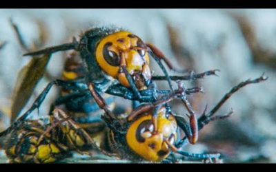 Giant Hornets Massacre Yellow Hornets | Buddha Bees and The Giant Hornet Queen | BBC Earth