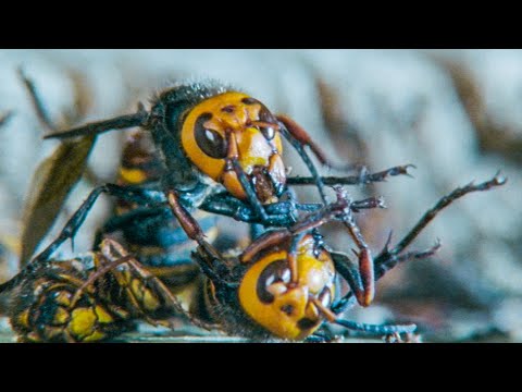 Giant Hornets Massacre Yellow Hornets Buddha Bees And The Giant Hornet Queen Bbc Earth Giant Hornets Massacre Yellow Hornets Buddha Bees And The Giant Hornet Queen Bbc Earth