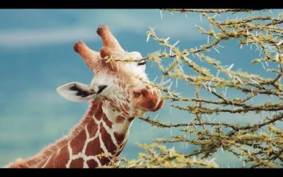 Relax On A Kenyan Wildlife Safari | Chill, Sleep, Mindfulness | BBC Earth