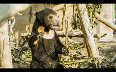 Orphan Sun Bear Gets A New Chance At Life | Bears About The House | BBC Earth