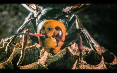 The Hornet Queen Builds Her Empire | Buddha Bees and The Giant Hornet Queen | BBC Earth