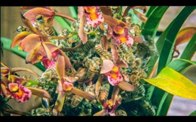 Japanese Bees Swarm Orchid | Buddha Bees and The Giant Hornet Queen | BBC Earth