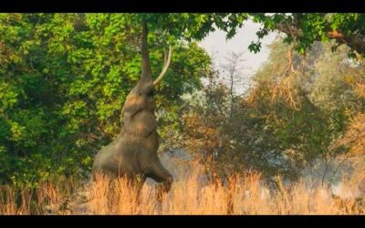 Spend A Day On The Plains Of Zimbabwe | Relax, Mediation, Sleep | BBC Earth