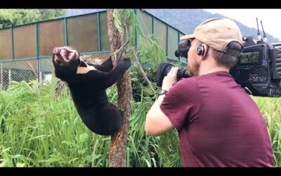 Filming Baby Sun Bears Is NOT Easy! | Bears About The House | BBC Earth