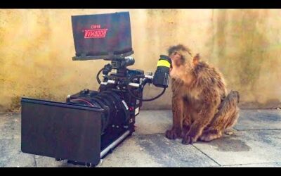 Animals vs Cameras | Top 5 | BBC Earth