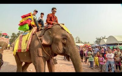 Elephants Freed From Tourism Trade | BBC Earth