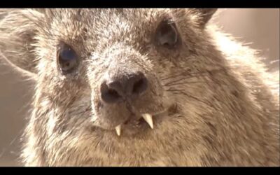 The Best Of Animal Teamwork | Part 2 | BBC Earth