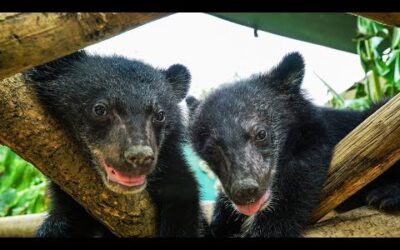 Orphan Moon Bears Stolen From Sanctuary | Bears About The House |  BBC Earth
