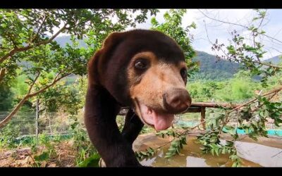 14 Reasons Sun Bears Are Your New Favourite Animal | Bears About The House | BBC Earth
