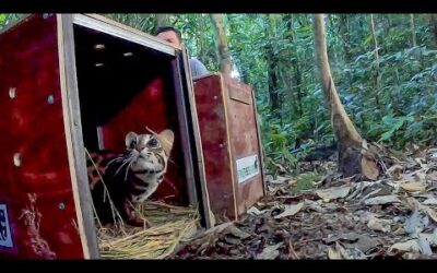 Releasing Rescued Animals Back Into The Wild | BBC Earth