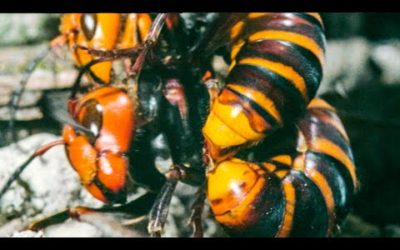 Hornet Queen Murdered By Her Own Daughters | Buddha Bees and The Giant Hornet Queen | BBC Earth