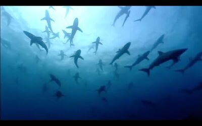 The Blue Planet Collection | Part 1 |  BBC Earth