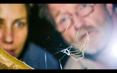 Net-Casting Spider Ensnares Prey | The Dark: Nature’s Nighttime World | BBC Earth