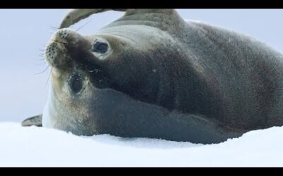 Best Of Oceans | BBC Earth