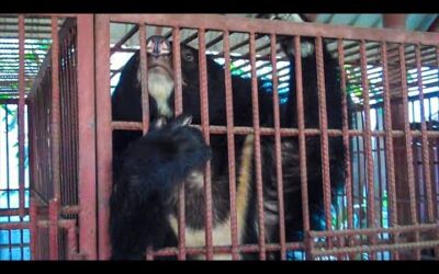 Saving Bears In The Wildlife Trade Across Asia | Bears About The House | BBC Earth