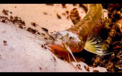 Pink Catfish Discovered In Mountain Cave | The Dark:  Nature’s Nighttime World | BBC Earth