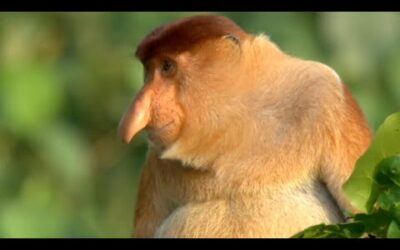 Nature’s Oddest Looking Animals | Top 5 | BBC Earth