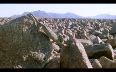 The TOTALLY Invisible Lizard | Walk On The Wild Side | Funny Talking Animals | BBC Earth