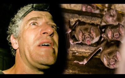 Vampire Bat Colony Found In Abandoned Hut | The Dark:  Nature’s Nighttime World | BBC Earth