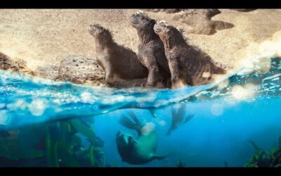 Planet Earth: A Celebration – a message from Sir David Attenborough | BBC Earth