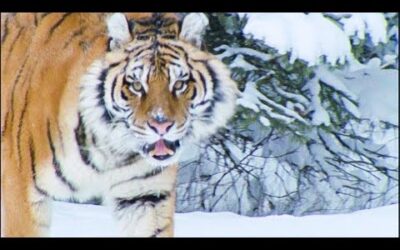 A Snow Tiger Complaining About Snow | Walk On The Wild Side | Funny Talking Animals | BBC Earth