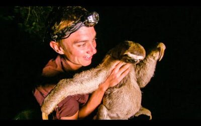 Zoologist spots Three Toed Sloth on Riverbank | The Dark:  Nature’s Nighttime World | BBC Earth