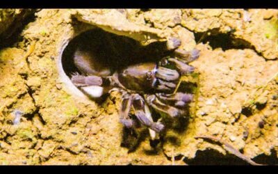 Trapdoor Spider Seizes Insect | The Dark: Nature’s Nighttime World | BBC Earth