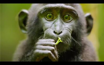 Best Monkey Moments | BBC Earth