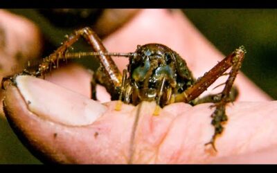 Swimming Cricket Bites Zoologist | The Dark:  Nature’s Nighttime World | BBC Earth