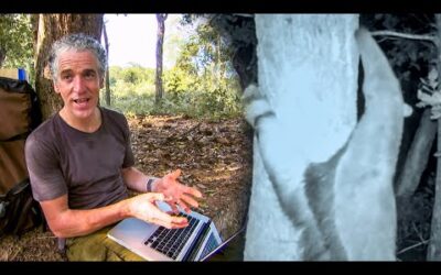 Never Before Seen Giant Anteater Behaviour | The Dark:  Nature’s Nighttime World | BBC Earth