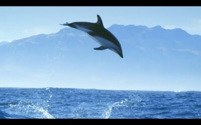 Diving With Dolphins – Joy | Mindful Escapes | BBC Earth