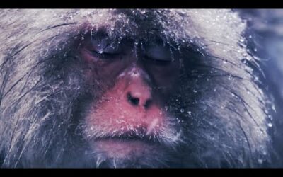 Slow Down With Snow Monkeys – Rest | Mindful Escapes | BBC Earth