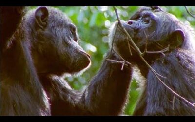 Chimpanzee Gets A Hair Cut | Walk On The Wild Side | Funny Talking Animals | BBC Earth