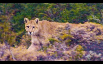 Puma Stares Down Camera Crew | The Dark:  Nature’s Nighttime World | BBC Earth
