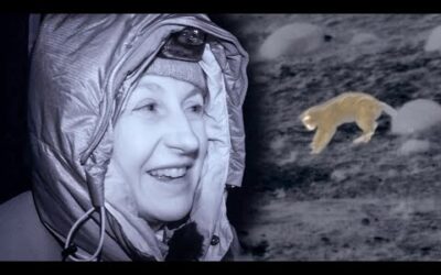 Wild Puma Plays like a Kitten | The Dark:  Nature’s Nighttime World | BBC Earth