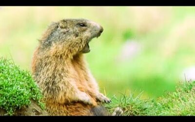 ALAN! ALAN!… STEVE? | Walk On The Wild Side | Funny Talking Animals | BBC Earth