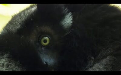 Letting Go With Lemurs – Breathe | Mindful Escapes | BBC Earth