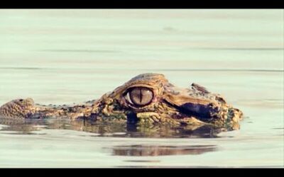 A Scottish Fly Moves In On A Scottish Caiman | Walk On The Wild Side | BBC Earth