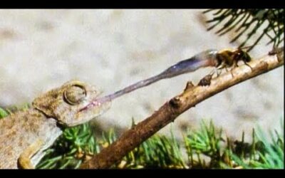Chameleon PUNCHES Fly With Its Tongue | Walk On The Wild Side | Funny Talking Animals | BBC Earth