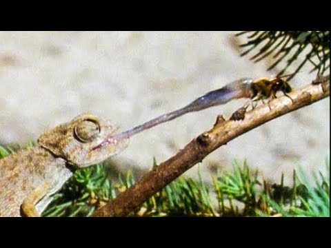 Chameleon PUNCHES Fly With Its Tongue | Walk On The Wild Side | Funny Talking Animals | BBC ...