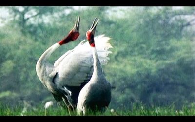 These Birds Have ALL The Jokes | Walk On The Wild Side | Funny Talking Animals | BBC Earth