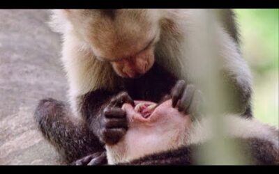 Open Wide! A Capuchin Visits The Dentist | Walk On The Wild Side | Funny Talking Animals | BBC Earth