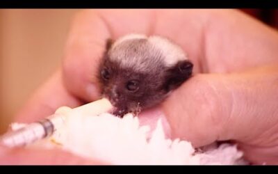 Two Baby Tamarind Monkeys Fight For Life | Nature’s Miracle Babies | BBC Earth