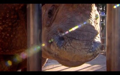 Beloved Rhino Prepares For Childbirth | Nature’s Miracle Babies | BBC Earth